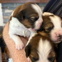 Nederlandse Kooikerhondjes from West Side Kooikers