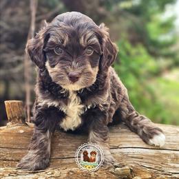 Reeses - Tri-color male Bernedoodle puppy in Salem, Missouri from Meadowbrook Poodles