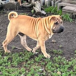 Chinese Shar-Pei from Zipprich Pups