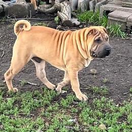 Chinese Shar-Pei from Zipprich Pups
