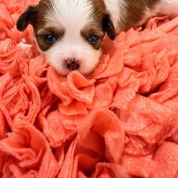 Laverne Dark Blue Collar - Black and white female Mal-Shi puppy in Benton Harbor Mi, Michigan from Wiggle Bottom Shih Tzu/Maltese