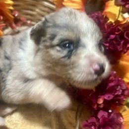 Girl 1 - Blue merle female Australian Shepherd puppy in Newtown, Connecticut from Stepping Stone Kennel