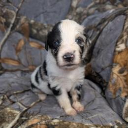Jafar - Blue merle male Miniature Australian Shepherd puppy in Bend, Oregon from Wonderland Aussies
