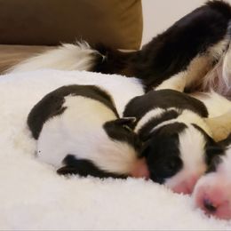 Tess - Border Collie
