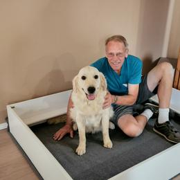 Golden Retriever All Grown Up from Teeter's Desert  Goddess Goldens