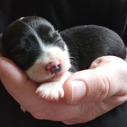Stella - Black and white female Chihuahua puppy in Springfield, Missouri from Casadelopez Tails