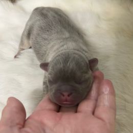 Parker - Blue male French Bulldog puppy in Peru, Indiana from Angie's Little Bostons And Frenchies