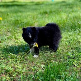 Soufflé - Black and white male Pomsky puppy in Sanbornton, New Hampshire from Kristie’s Husky Haven