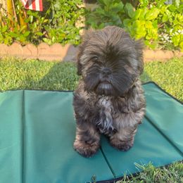 King Simba (Red with Black Mask) - Red male Shih Tzu puppy in Lakewood, California from GariTzu Kingdom
