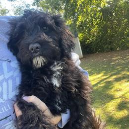 Red Collar - Black male Goldendoodle puppy in Richmond, Kentucky from The Doting Doodle