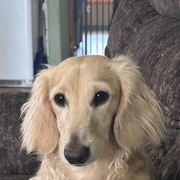Dachshund puppies from Living Hope Dobies and Doxies