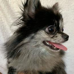 Sky - Blue merle female Pomeranian puppy in Los Angeles, California from Lucky Poms of LA