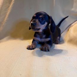 Josie  3 - Black and tan male Dachshund puppy in Penn Run, Pennsylvania from Shannon’s Dachshunds