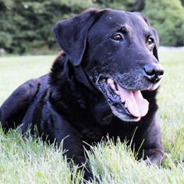 Labrador Retrievers from Flight Cancelled Kennels