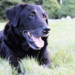 Labrador Retrievers from Flight Cancelled Kennels