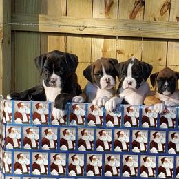 Boxer Puppies from Baton Rouge Boxers