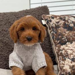 River - Red  male Goldendoodle puppy in Anaheim, California from Cuddle Bear Doodles
