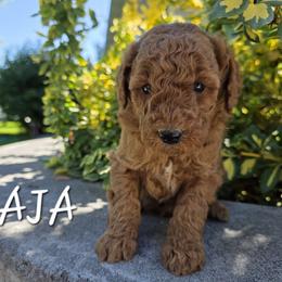Aussiedoodle, Bernedoodle, Poodle, and Sheepadoodle Puppies from Draper Mountain Doodles