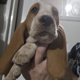 Green Collar Girl - Lemon and white female Basset Hound puppy in Richland Hills, Texas from The Basset Family