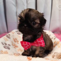 Korona - Sable female Shih Tzu puppy in Orange, California from Shih Tzu Hauz