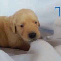Golden Retriever and Toy Australian Shepherd Puppies from Triple-s-kennel