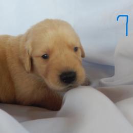 Golden Retriever and Toy Australian Shepherd Puppies from Triple-s-kennel