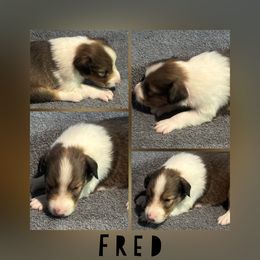 Fred - Sable and white male Shetland Sheepdog puppy in Pensacola, Florida from Nancy Barger's Siberian Huskies