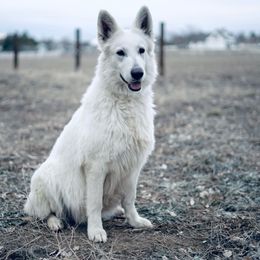 Winter - Berger Blanc Suisse