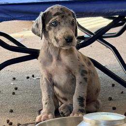 Dazed - Merle male Great Dane puppy in Jerusalem, Arkansas from Mara Danes