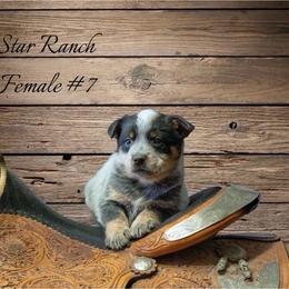 Female 7 - Blue female Australian Cattle Dog puppy in Waterloo, South Carolina from Star Ranch Australian Cattle Dogs