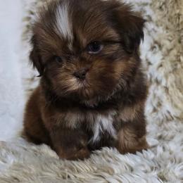 Boy 3 - Liver male Shih Tzu puppy in Enid, Oklahoma from Precious Heirloom Shih Tzus