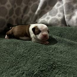 Anna - Red female Boston Terrier puppy in Pierceton, Indiana from Deb's Boston Terriers