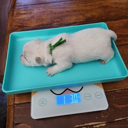 Green - White female West Highland White Terrier puppy in Vermilion, Ohio from Snowy Mountain West Highland White Terriers
