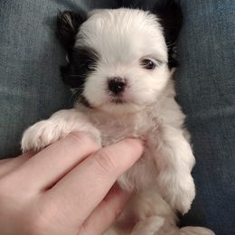 Companion Cross, Havanese, Mal-Shi, Maltese, Maltipoo, Morkie, and Shih Tzu Puppies from Seeking Shalom Acres Maltese, Maltipoos & Havamalts