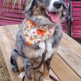 Harper - Bernedoodle
