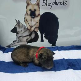 Red Collar - Sable female German Shepherd puppy in Cadet, Missouri from Working Valley Shepherds