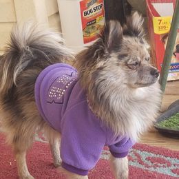 Gabby - Pomeranian