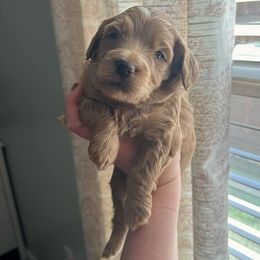 Clover - Apricot Goldendoodle puppy in Indianapolis, Indiana from Circle City Pups
