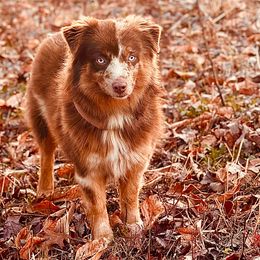 Australian Shepherds, Miniature Australian Shepherds, and Toy Australian Shepherds from New Market Aussies