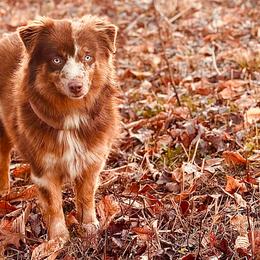 Australian Shepherds, Miniature Australian Shepherds, and Toy Australian Shepherds from New Market Aussies