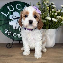 Eleven - Purple - Blenheim female Cavapoo puppy in South Jordan, Utah from Simply Sweet Paws. LLC