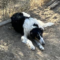 Borzoi and Greyhound Puppies from Kay Henderson