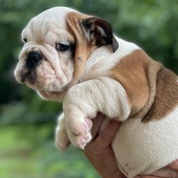Bulldogs and French Bulldogs from Blair Bulldogs