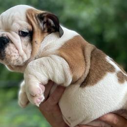 Bulldogs and French Bulldogs from Blair Bulldogs