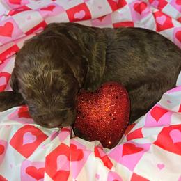 Buttercup - female Newfypoo puppy in Mckenzie, Tennessee from Small Town Doodles & Poodles