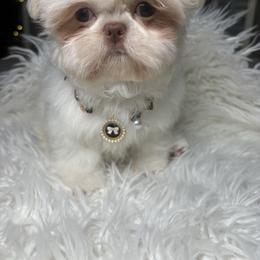 Teddy - Cream and white male Shih Tzu puppy in Coolidge, Arizona from Shih Tzu’s  ‘N’ Love