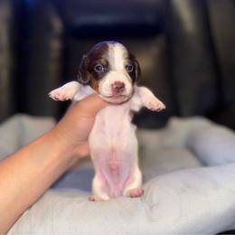 Aang - Piebald male Dachshund puppy in Ceres, California from Rockin' M’s LilBitty Dachshunds (LBD)