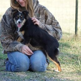 Miniature Australian Shepherd puppies from Caprock Mini & Toy Aussies