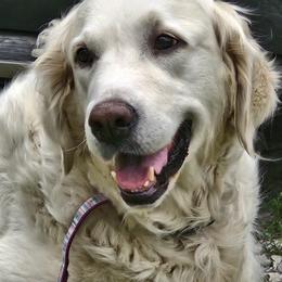 Jojo - Golden Retriever