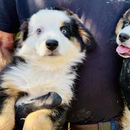 German Shepherd and Miniature American Shepherd Puppies from Bouchard’s Best Shepherds